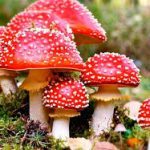 Пам`ятка `Обережно гриби!` Пам`ятка `Обережно гриби!`